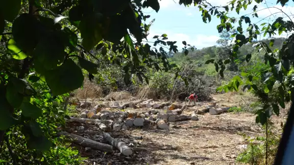 Entre los árboles derribados habían especies protegidas, como la caoba Entre los árboles derribados habían especies protegidas, como la caoba