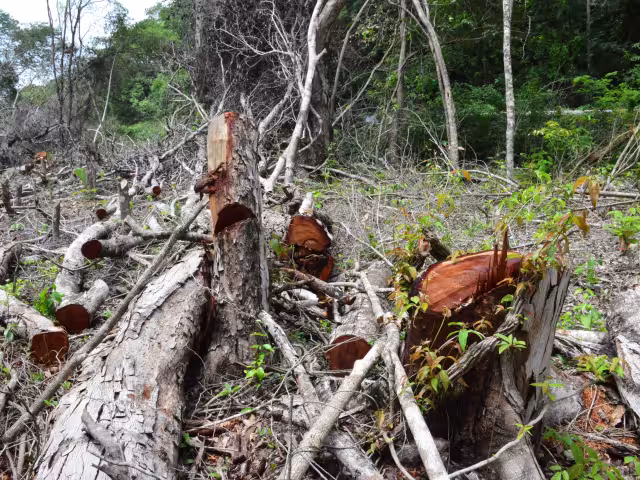 Dicha comunidad incurrió en la afectación de la zona forestal, al ampliar sus cultivos; recientemente fueron puestos a disposición de la Profepa