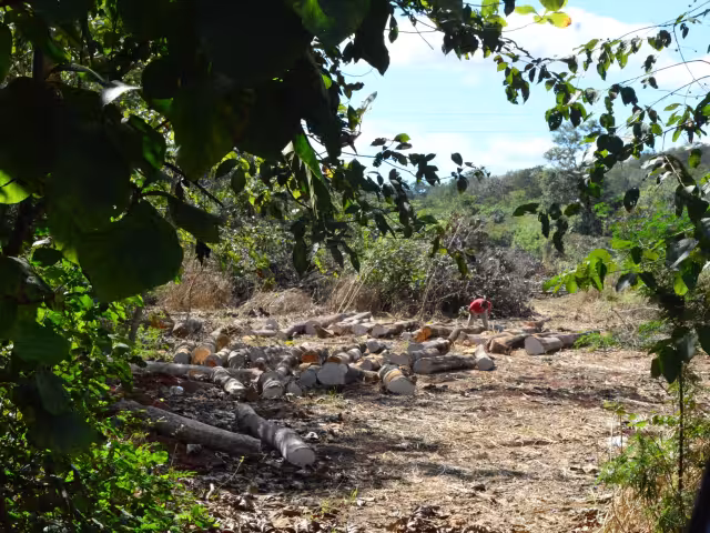Entre los árboles derribados habían especies protegidas, como la caoba