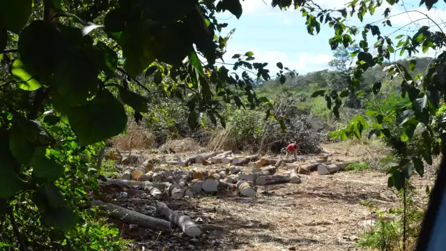 Entre los árboles derribados habían especies protegidas, como la caoba