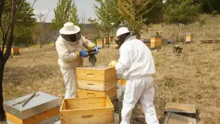 Cambio climático vulnera productividad de  la miel en Campeche  