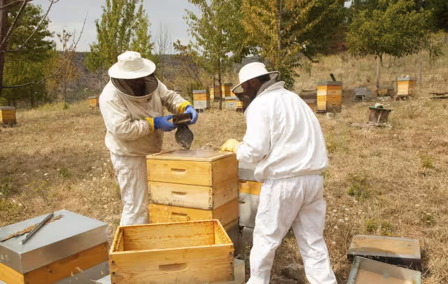 Apicultores explican que cambios en la floración afectan producción y hacen mezcla con fructosa