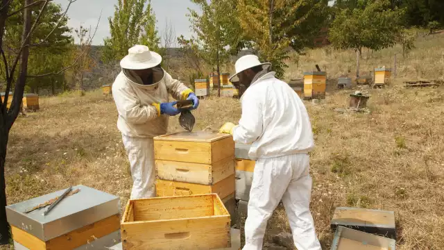 Apicultores explican que cambios en la floración afectan producción y hacen mezcla con fructosa