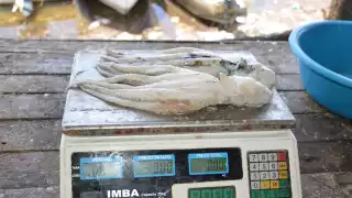 Comisión de Acuacultura y Pesca de Campeche "niega" reportes de captura del pulpo  