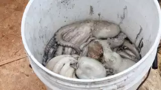 Captura ilegal del pulpo pone en jaque al sector pesquero de Campeche