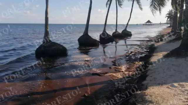 Debido a la erosión en la playa Coral de la orilla se pueden ver las palmeras dentro el mar