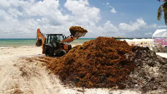  Datos oficiales indicaron que se recolectaron 84 mil toneladas de la macroalga este año
