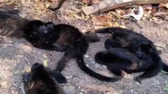 Muerte de monos aulladores en Tabasco Y Chiapas causa preocupación y expertos ya investigan las causas