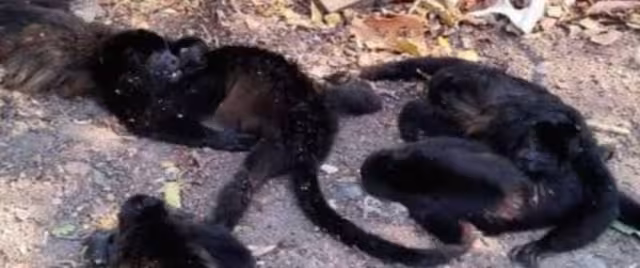 Muerte de monos aulladores en Tabasco Y Chiapas causa preocupación y expertos ya investigan las causas