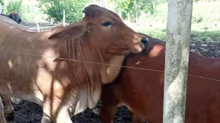 Las vacas con cría  las que presentan el mayor índice  de vulnerabilidad