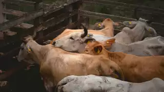  Detectan 19 nuevos casos de gusano barrenador en Yucatán; 11 municipios afectados