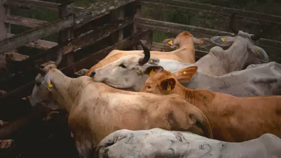 La Seder mantiene un operativo para garantizar la sanidad animal en el estado, que incluye nueve puntos de verificación fitozoosanitaria interestatal en siete municipio La Seder mantiene un operativo para garantizar la sanidad animal en el estado, que incluye nueve puntos de verificación fitozoosanitaria interestatal en siete municipio