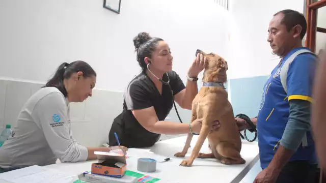 Aunque todos los refugios del municipio recibirán animales, cuatro de ellos contarán con atención veterinaria básica