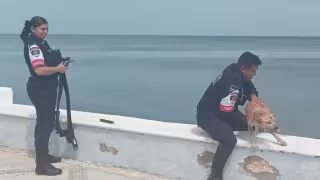 Un perrito en riesgo de caer al mar fue rescatado en el malecón de Campeche.