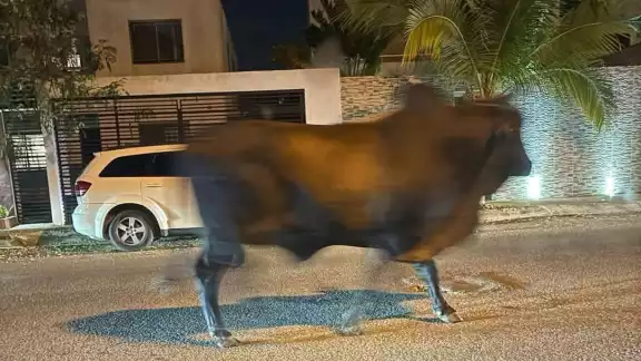 Un gran cebú paseó por las calles del fraccionamiento Las Américas Un gran cebú paseó por las calles del fraccionamiento Las Américas