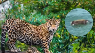 Encuentran a jaguar sin cabeza flotando en el mar de Ciudad del Carmen