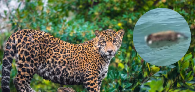 Alertaron a la Secretaría de Marina