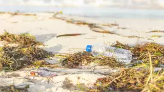 Limpian las playas, pero la basura vuelve: el reto ambiental del litoral yucateco