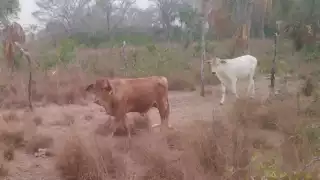 Ganaderos de Campeche preocupados por la falta de lluvias