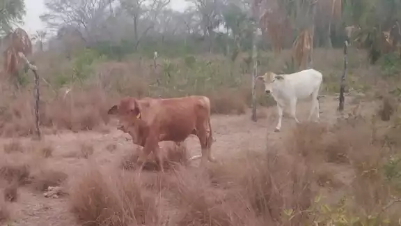 Ganaderos de Campeche preocupados por la falta de lluvias Ganaderos de Campeche preocupados por la falta de lluvias