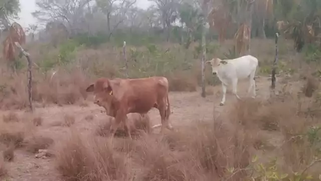 Ganaderos de Campeche preocupados por la falta de lluvias