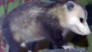 Temporada de zarigüeyas en Yucatán: ¿Qué hacer en caso de encontrar una dentro de casa?     