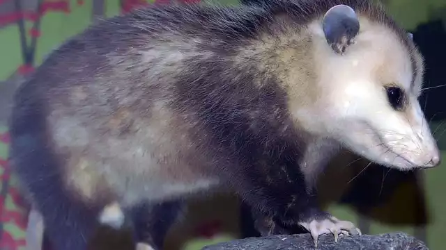 En territorio yucateco las zarigüeyas se reproducen en tres temporadas distintas