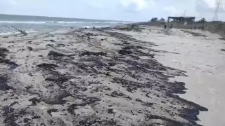  Detectan chapopoteras en playas de Ciudad del Carmen