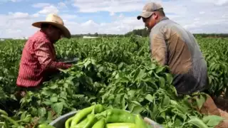 Producción agropecuaria y pesquera de México crece 1.6% en 2023 a pesar de la sequía