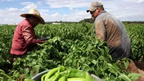 La producción agrícola, pecuaria y pesquera de México en 2023 alcanzó un valor económico de un billón 545 mil 752 mdp