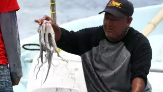 Pescadores de Carmen con "esperanza" en esta temporada de pulpo 
