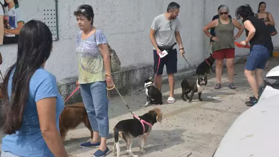 Puestos fijos disponibles en Campeche, Carmen y Escárcega para vacunar contra la rabia