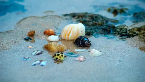 Conchas marinas: su importancia y por qué deben quedarse en la playa