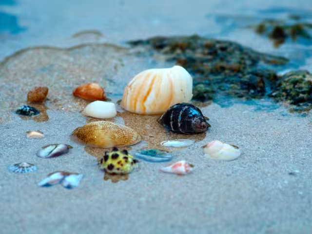 Conchas marinas: su importancia y por qué deben quedarse en la playa
