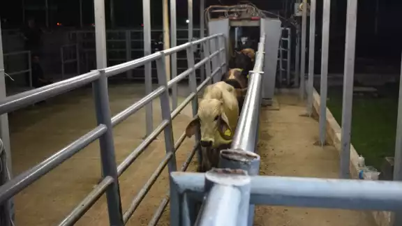 La prohibición de movilizar ganado en Campeche afecta gravemente la economía de los productores.


