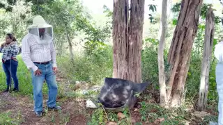 Denunciarán a menonitas por muerte de abejas en Ich EK, Hopelchén