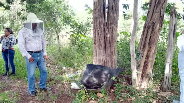 Investigaciones arrojaron que al menos el 50% de abejas en Ich-Ek perecieron por el Fipronil