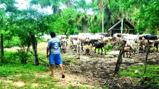 Detectan casos de gusano barrenador en dos ranchos más de José María Morelos