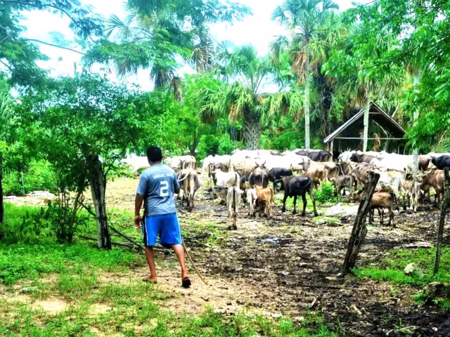El encargado de fomento bovino afirmó que están capacitando en el aseo y medicación de reses afectadas