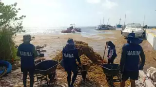 Secretaría de Marina recolecta más de 200 toneladas de sargazo en costas de Mahahual y Xcalak  