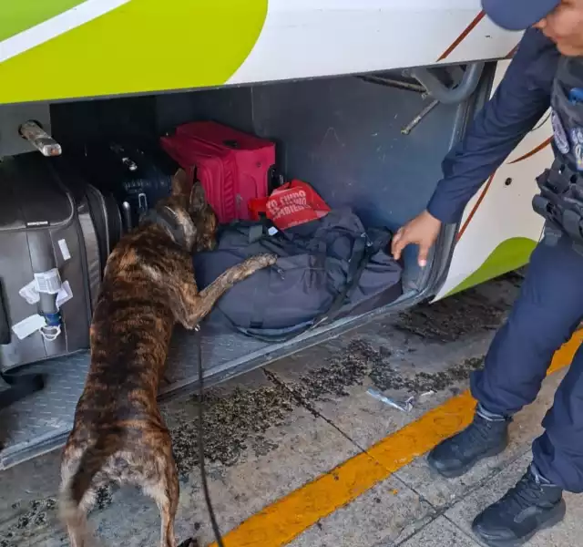 Los hechos se registraron en la terminal de autobuses de ADO de la Quinta Avenida