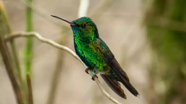 Las tres plantas que no deben faltar en tu casa
