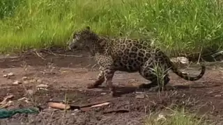 “Trae hambre”:  Jaguar cazando aves sorprende a lancheros en un manglar de Nayarit   