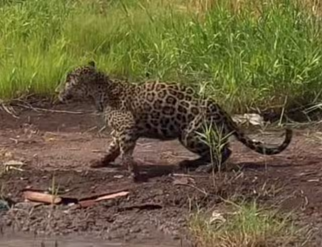 En la Reserva de la Biosfera Marismas Nacionales se han logrado detectar entre 30 y 35 ejemplares