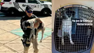 Detienen a hombre en Campeche por maltrato animal; arrastró a perrita con su moto