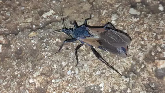 Los pobladores de Dzitbalché alertan sobre la presencia de chinches besuconas, transmisoras del mal de Chagas. Los pobladores de Dzitbalché alertan sobre la presencia de chinches besuconas, transmisoras del mal de Chagas.