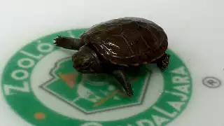 Esta variedad de tortuga, considerada como la más pequeña del planeta, recién fue descubierta en el año 2018