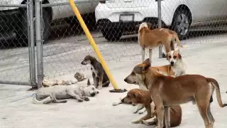 Campeche en alerta por más de 180 mil animales callejeros: Advierten riesgo sanitario