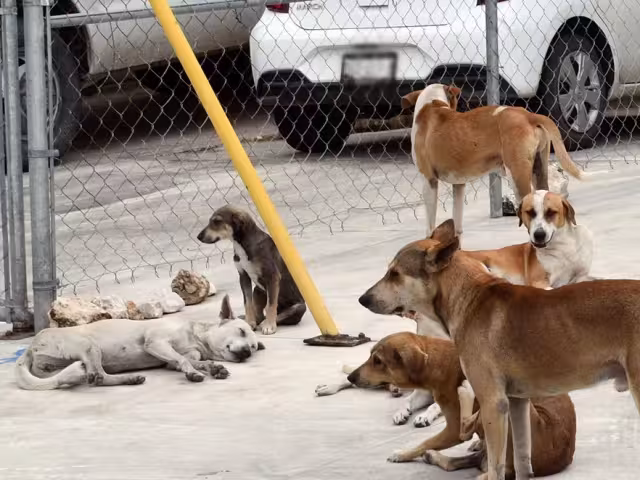 La falta de esterilización y de centros de atención animal puede derivar en un problema grave de salud pública.