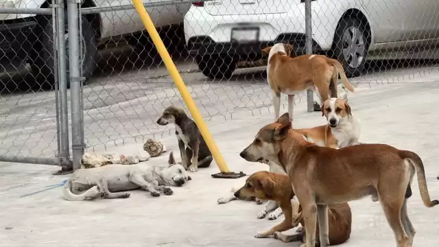 La falta de esterilización y de centros de atención animal puede derivar en un problema grave de salud pública.